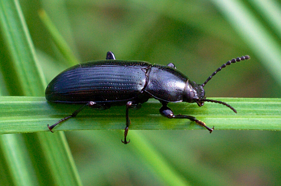 False Mealworm Beetle (Alobates pennsylvanica) ? Joshua Jones Flickr