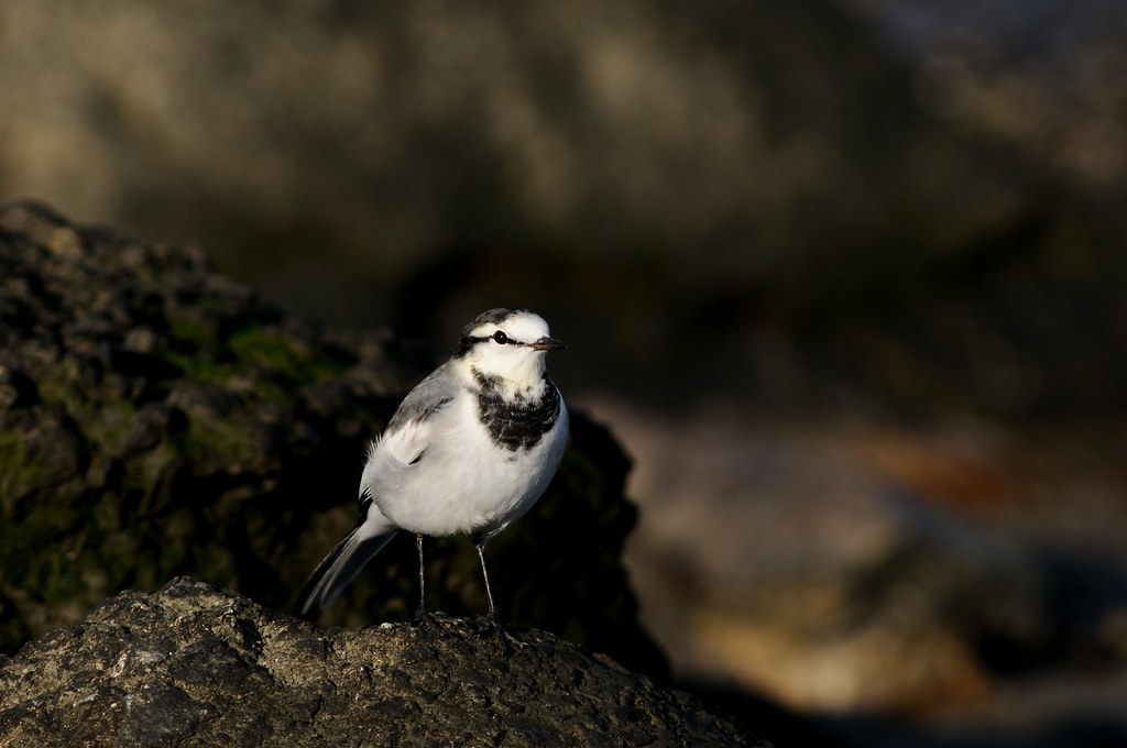 Japanese Pied Wagtail [White Wagtail] Birds of Japan Flickr