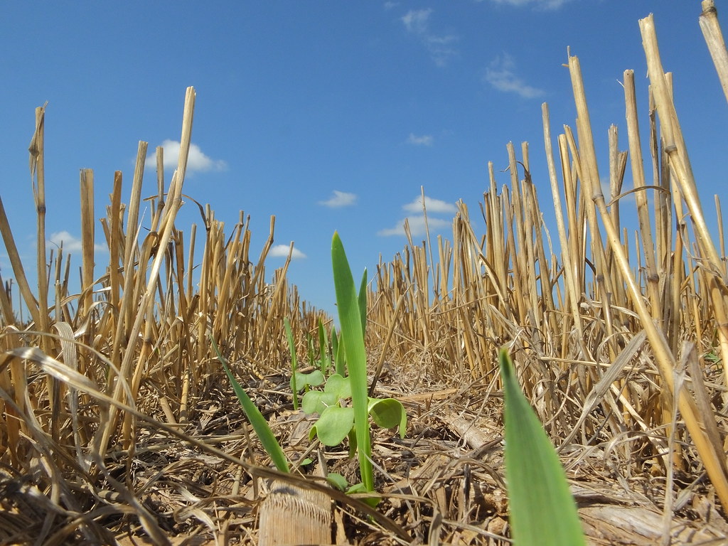 Awesome Cover Crops started in Eastern South Dakota Flickr