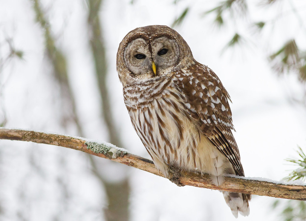 Barred Owl Searsmont, Waldo Co., Maine December 13, 2016… Fyn