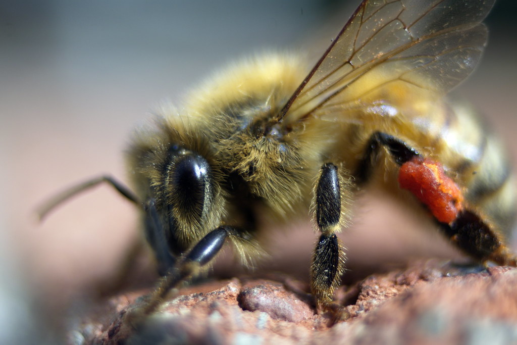 Honey Bee Hold still..... Clinton Flickr