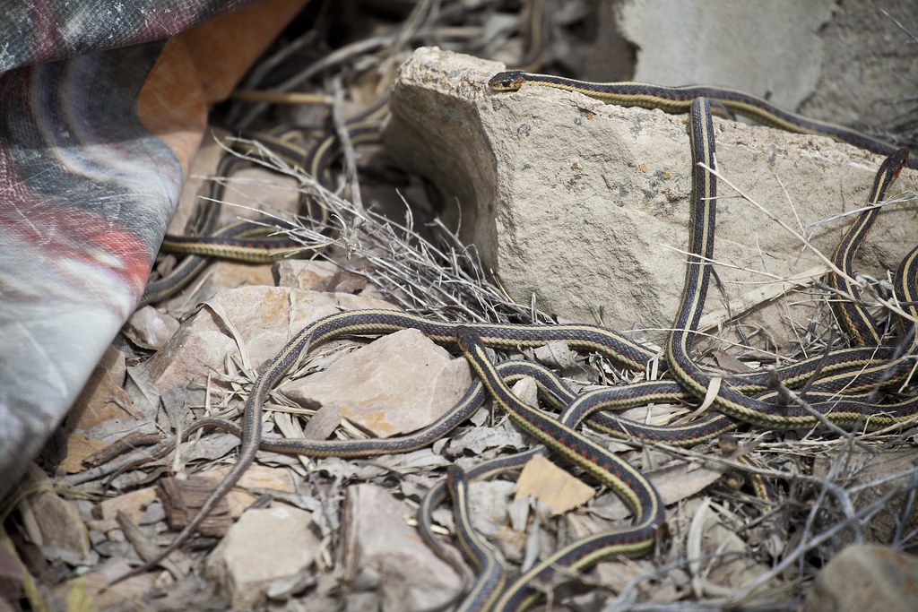 Garter snake hibernaculum at Pixley dam near Cokeville Mea… Flickr