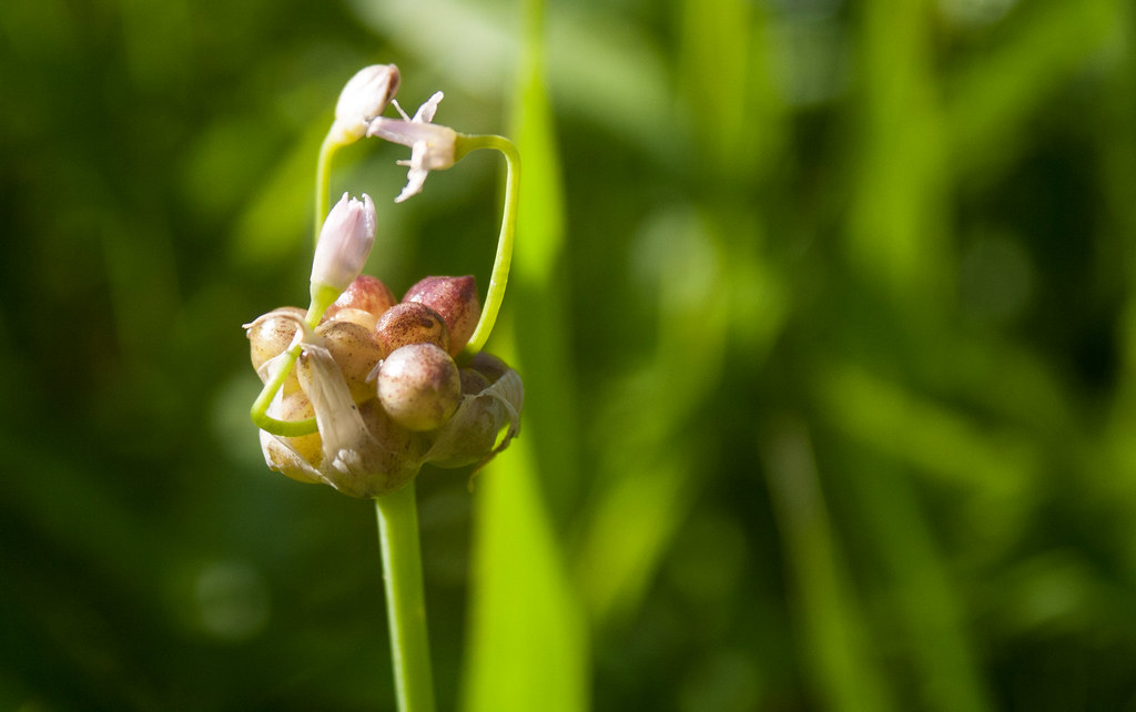Hike in Steep Rock Preserve, Washington Depot, CT 62114 Flickr