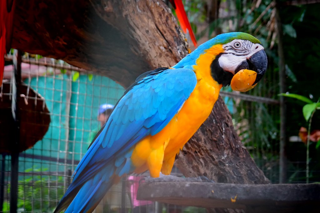 Macaw parrot eating mango Samsung csc yana yana Flickr