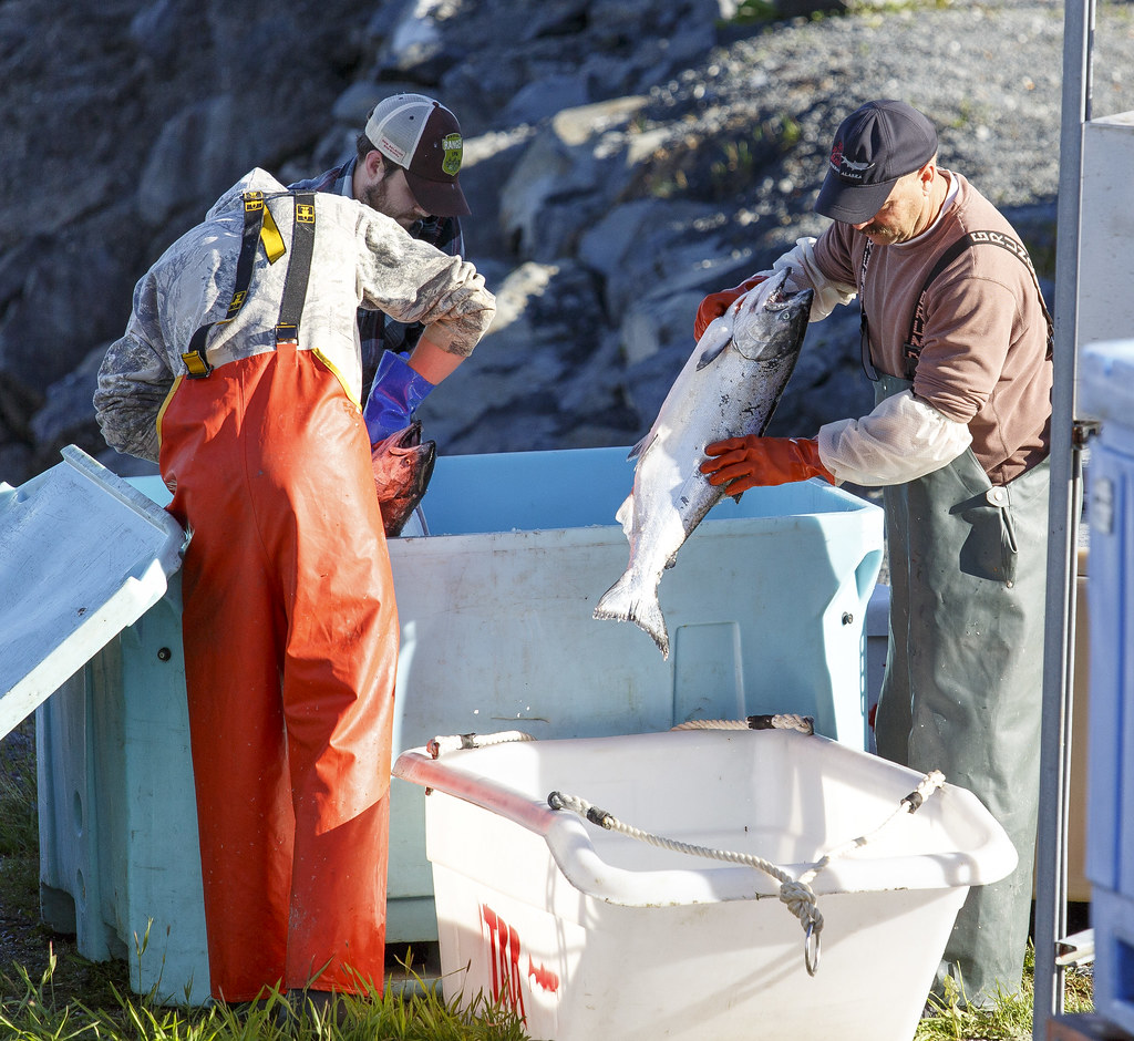 Bringing Home the Catch On the Docks in Stika Alaska Flickr