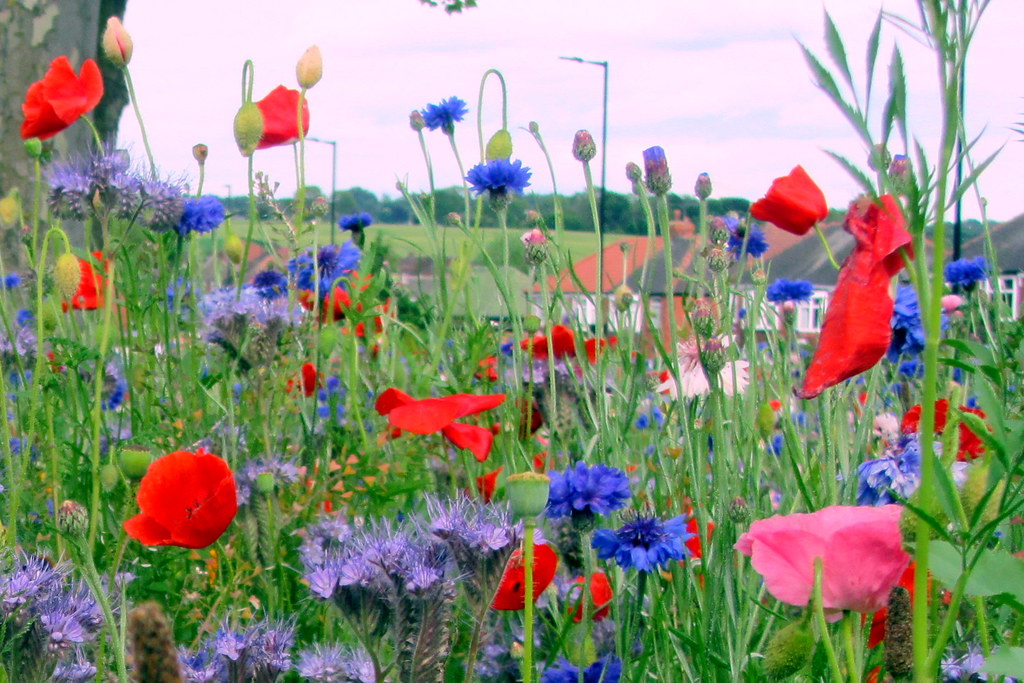 Wild flowers Rotherham style..! On a duel carriageway in R… Flickr