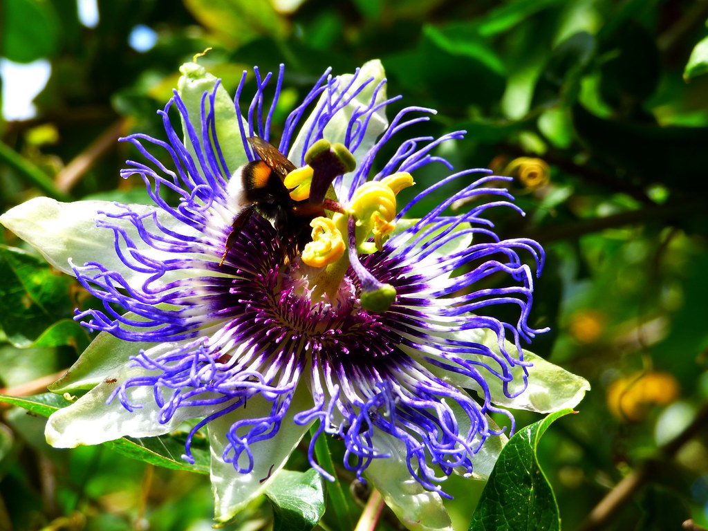 Passion flower Passion flower and a bee. Ammouliani island… Flickr