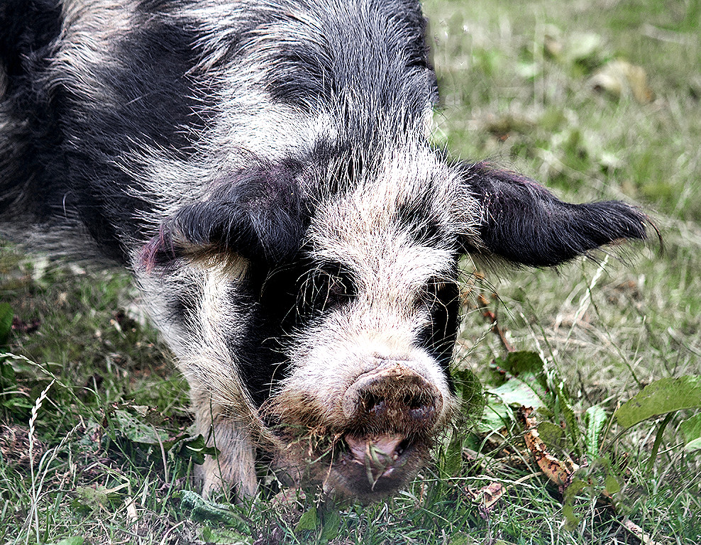 Pot bellied pig Pot bellied pig in enclosure at Ty Mawr Co… Flickr