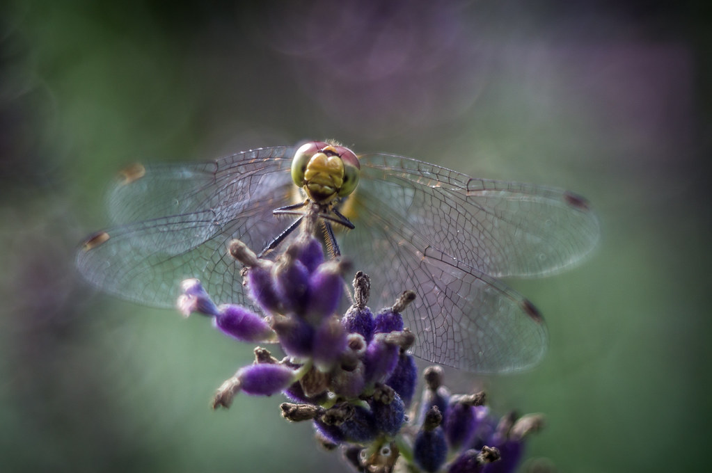 Dragonfly on lavender Wildlife_2010 Flickr
