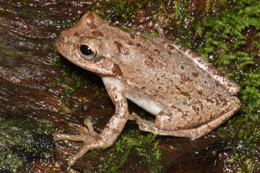 Squirrel treefrog Scientific name Hyla squirella Photo cr… Flickr