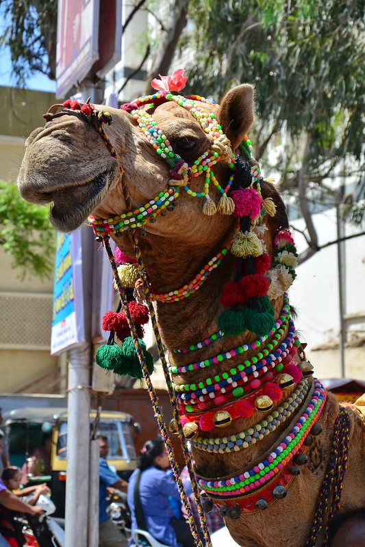 Property For Sale Meadowburn