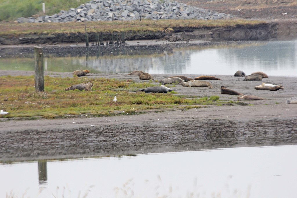 Seals at Seal Sands Once there were over 1000 seals loungi… Flickr