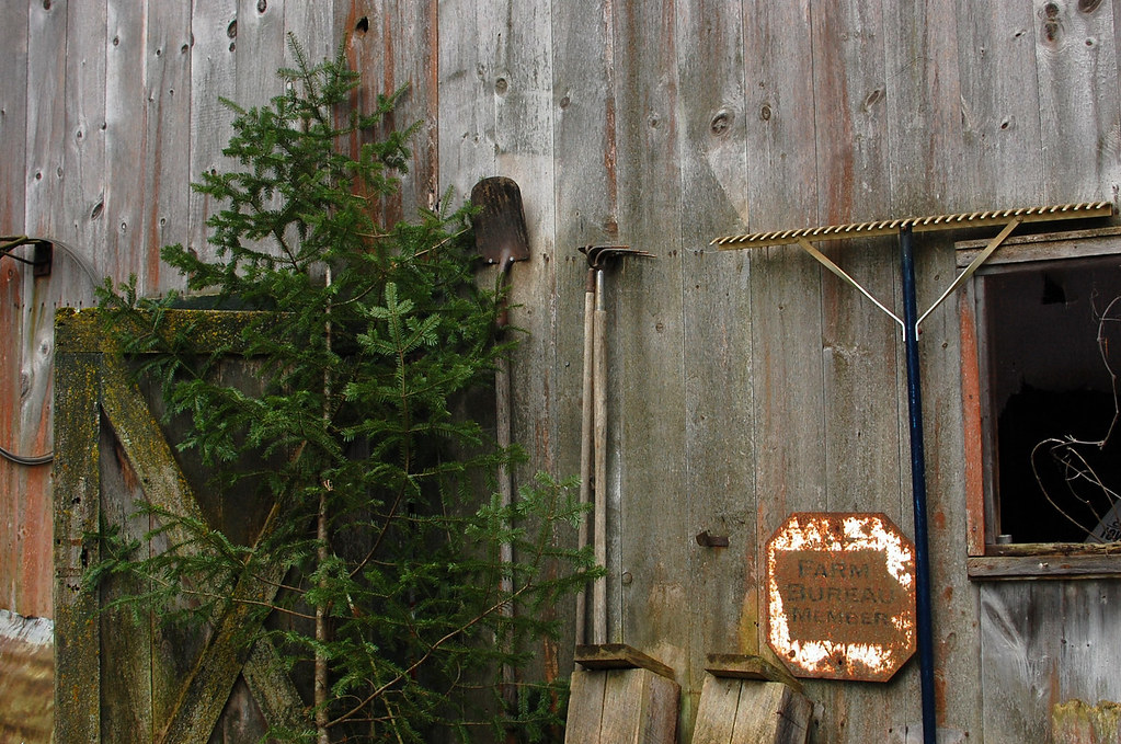 xmas tree, shed Dec 1, 2016 Avalanche Looms Flickr