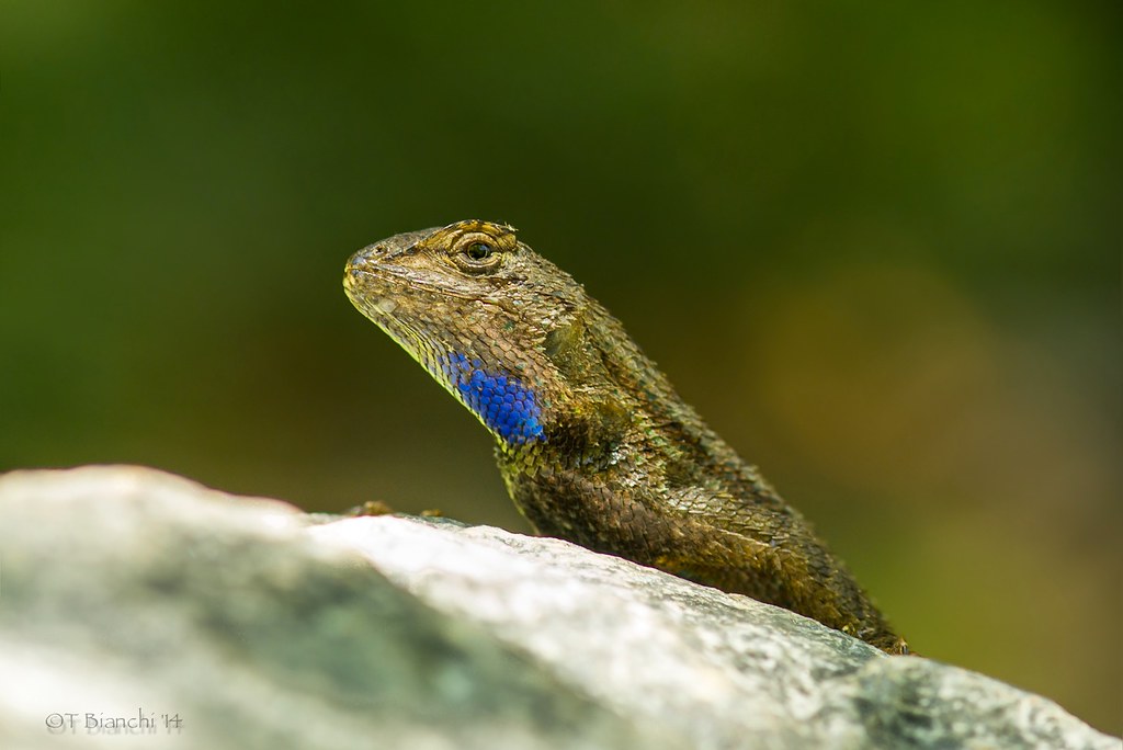 Western Fence Lizard a photo on Flickriver
