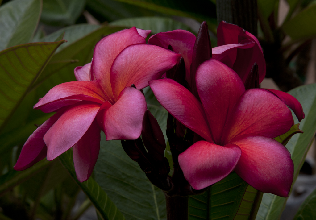 Southern California Plumeria Society Show Aug 2014 Flickr