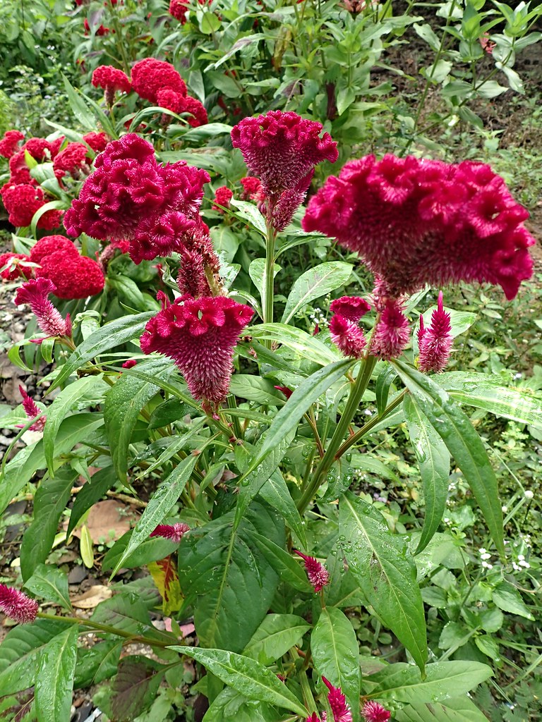Celosia argentea L. var. cristata (L.) Kuntze Jeniang, Ked… Flickr