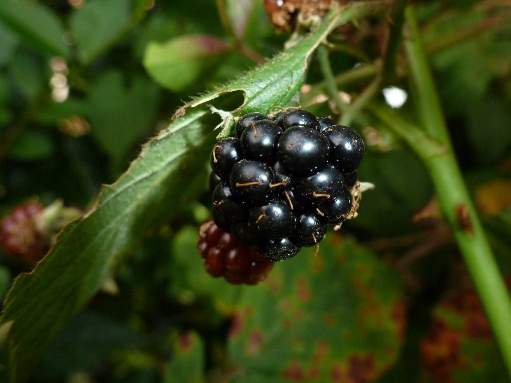 Blackberry Fruit... Dave Photography... Flickr