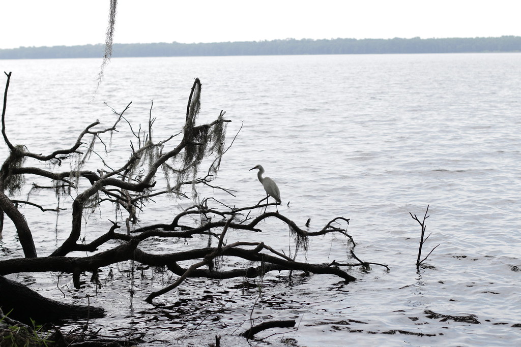 Great White Heron Newnan's Lake, Florida Thomas Moseley Flickr