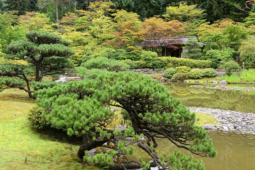 Bonsai & Teahouse Seattle Japanese Garden Matt Murphy Flickr