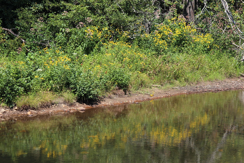 South Toe River. Black Mountains, NC Mark Moser Flickr