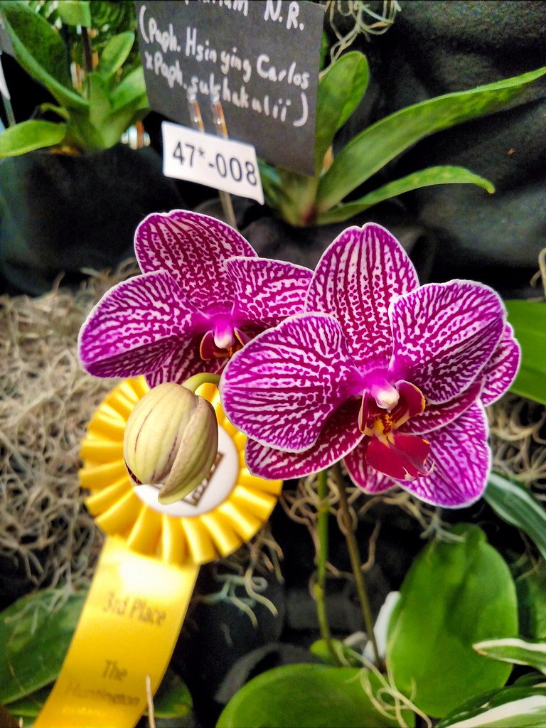 Orchid Orchid show at Huntington Gardens in San Marino, Ca… Flickr