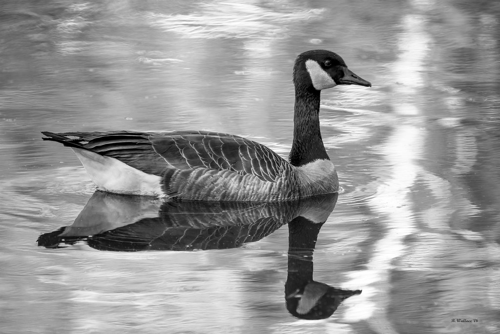 Brian_Canada Goose_Lake Waterford 1 BW_110816_2D Brian Wallace Flickr