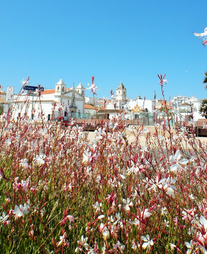 Lagos Portugal Lagos through the flowers oatsy40 Flickr