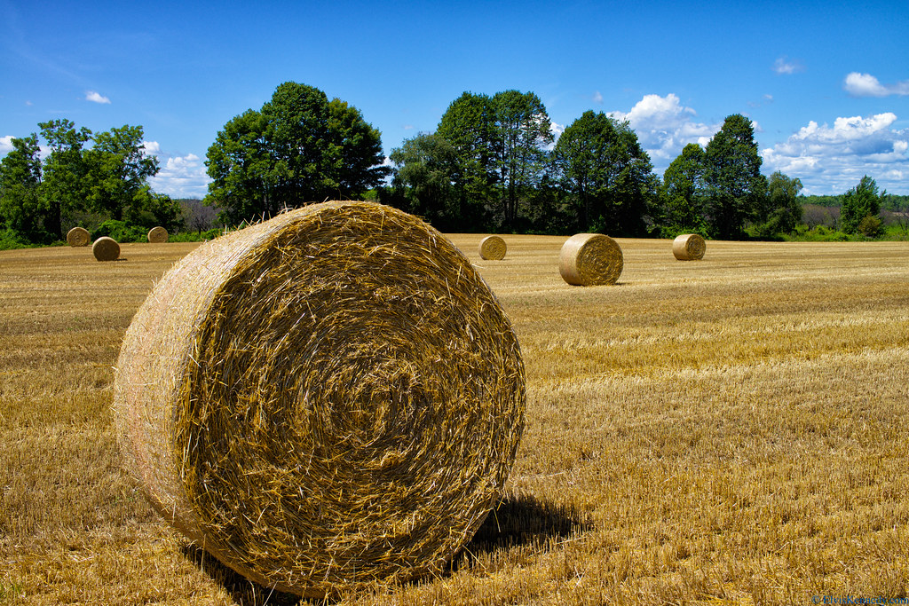 Rolled Bale of Straw 2 A harvested oat field with the rem… Flickr