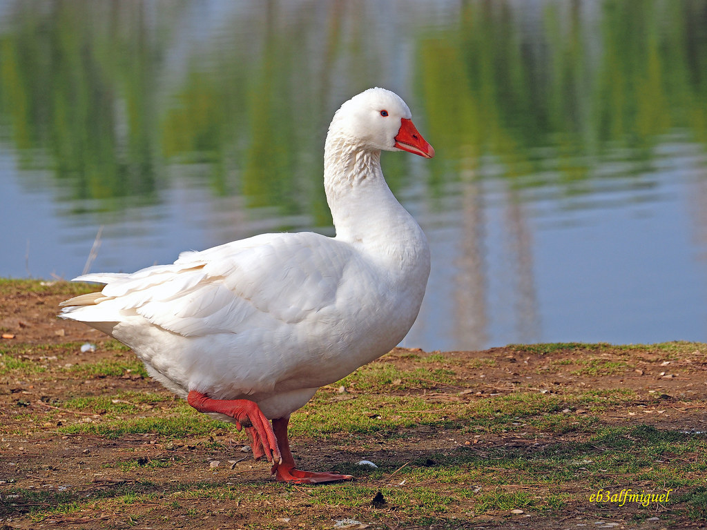 Oca Blanca (1) Gansos domésticos Existen numerosas razas d… Flickr