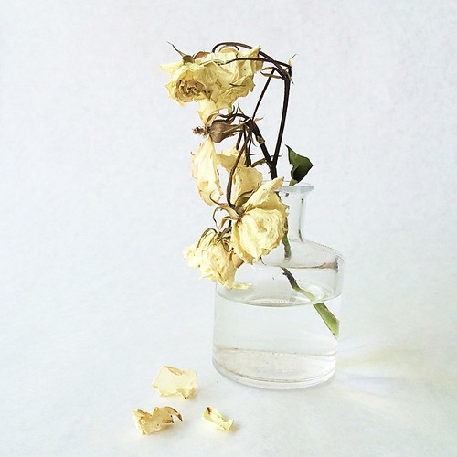 Was about to throw these dried up roses away but then thou… Flickr