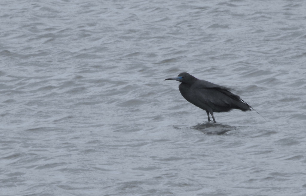 Skimmer Island Skimmer Island in Isle of Wight Bay, Maryla… Flickr