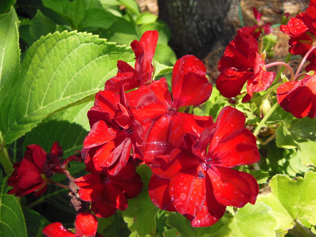 Summer Flowers Growing in a garden in Shiloh, Jul… Flickr