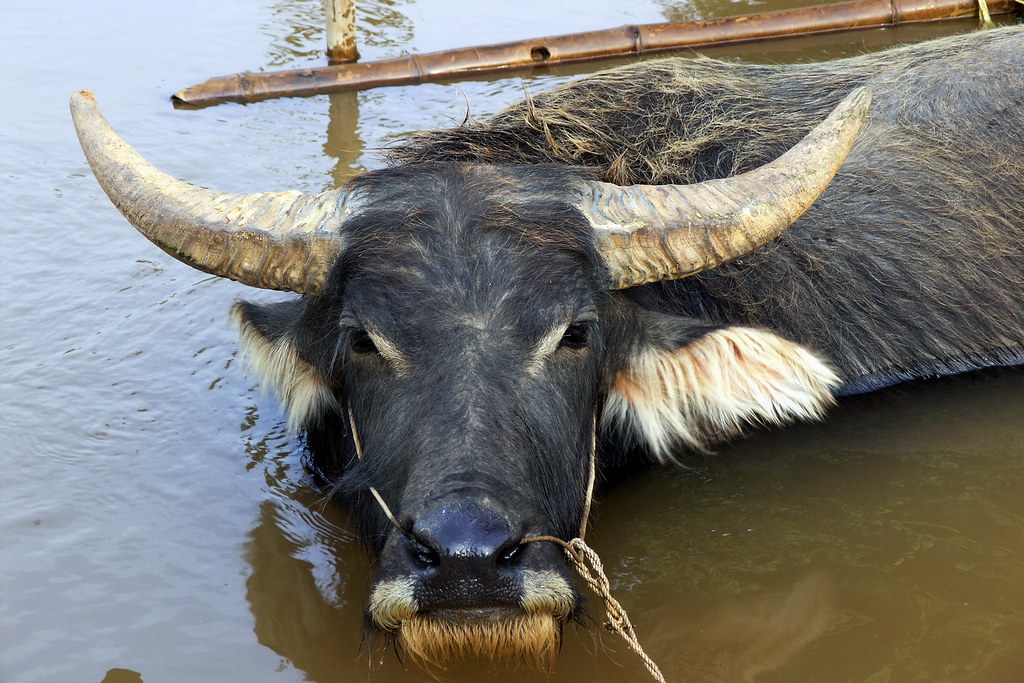 Myanmar Inle Lake Water Buffalo 1 The water buffalo … Flickr