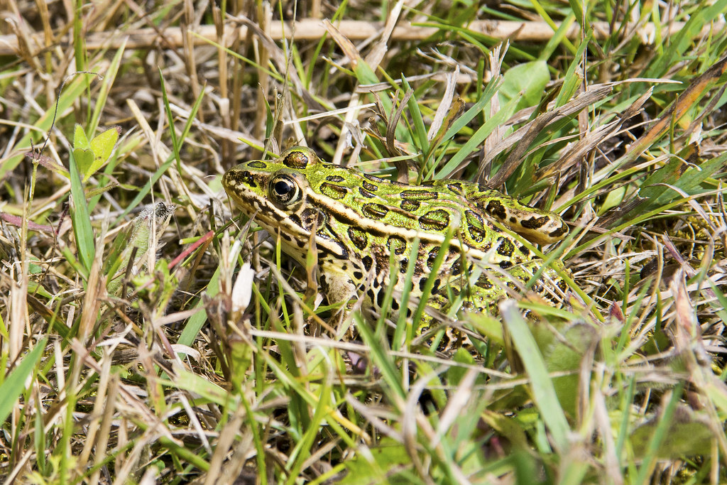 Forest Beach16 JABend62 Flickr