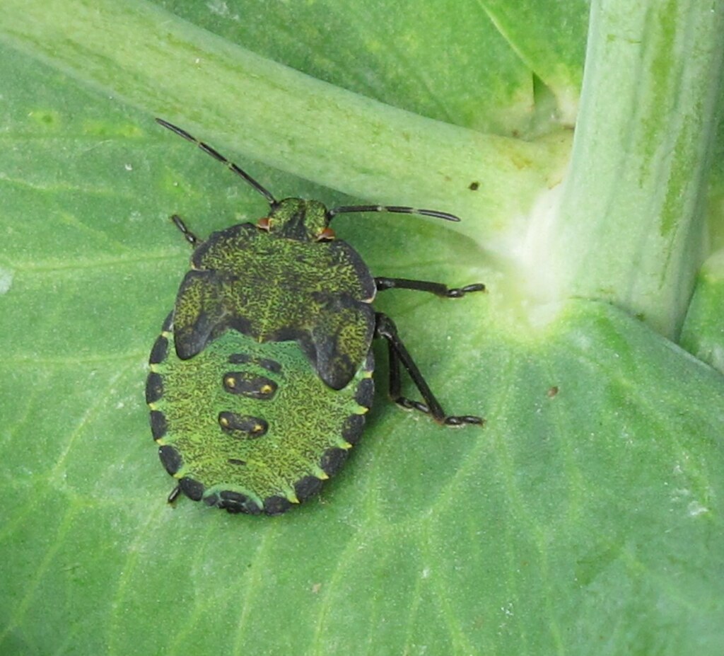Common Green Shield bug final instar Palomena prasina fi… Flickr