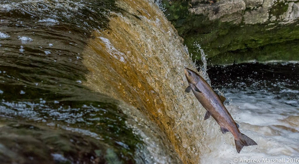 Salmon leaping Stainforth Fosse A large salmon leaps the f… Flickr