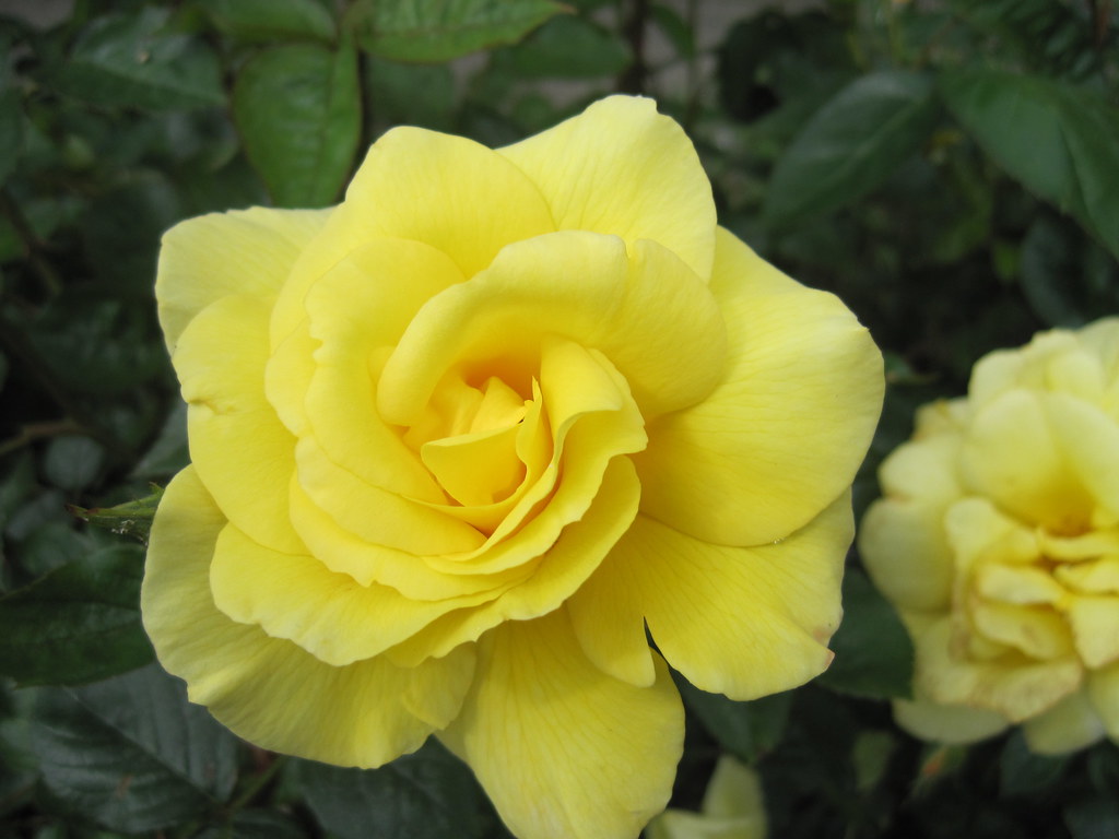 Beautiful yellow roses IMG_0315 Yellow roses in the museum… Flickr