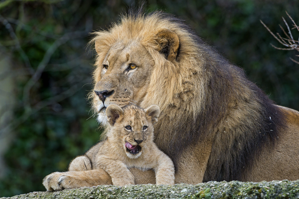 Dad and his son III Third picture of the lion dad posing w… Flickr