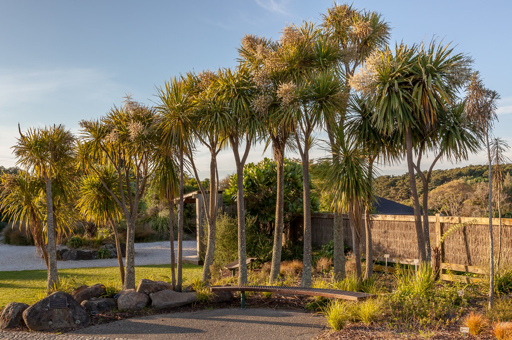 Cabbage Trees, Auckland Botanic Garden russellstreet Flickr