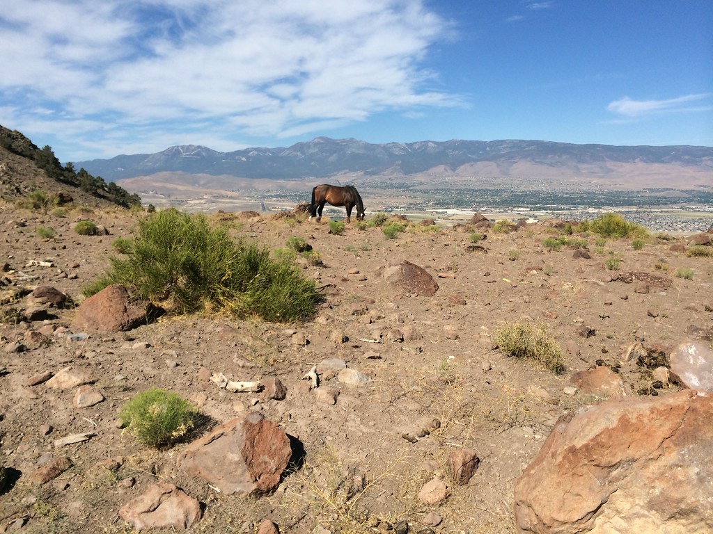 sagebrush steppe in the Virginia Range, Nevada The feral h… Flickr