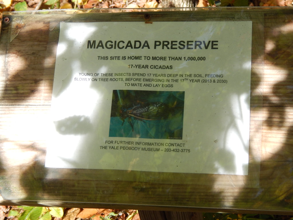 Cicada preserve Hamden CT Cicada preserve, River Rd, Hamde… Flickr