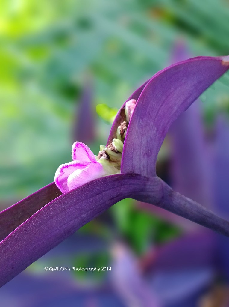 Flower Collection Flower Porn EyeEm Best Shots Flowers E… Flickr