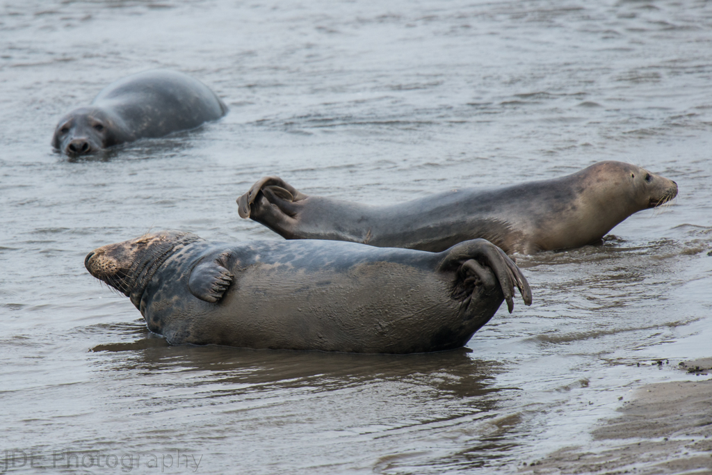 Seal Sands seals JDE_Photography Flickr