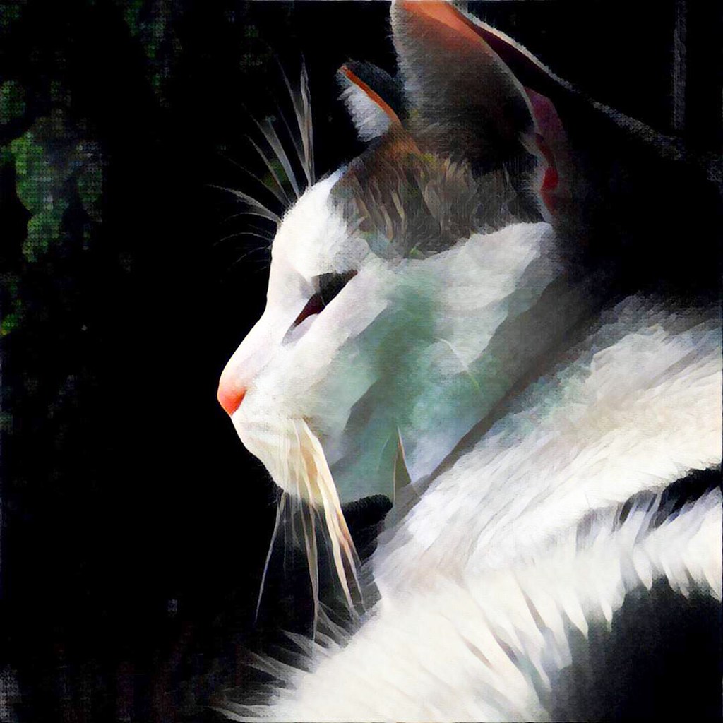 whistles in profile Whistles in a reflective moment, photo… Flickr