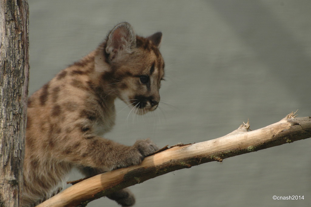 Puma Kittens CST 2014 Flickr