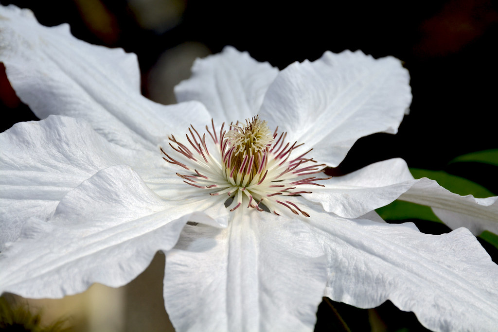 White Clematis White clematis flower Perl Photography Flickr