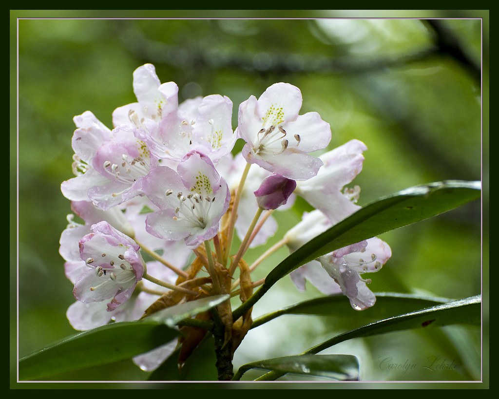 Mountain Laurel at Cranberry Bogs on a stormy day. Flickr