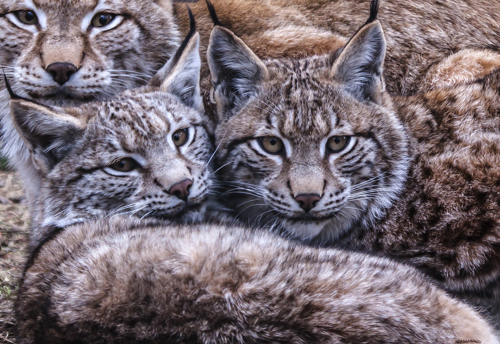 a lynx family the weather outside is horrible time to st… Flickr