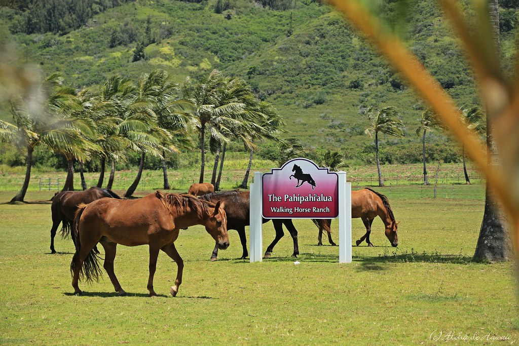 The Pahipahi'alua, Horses Walking Ranch, Kahuku, Hawaii ALOHA de HAWAII Flickr