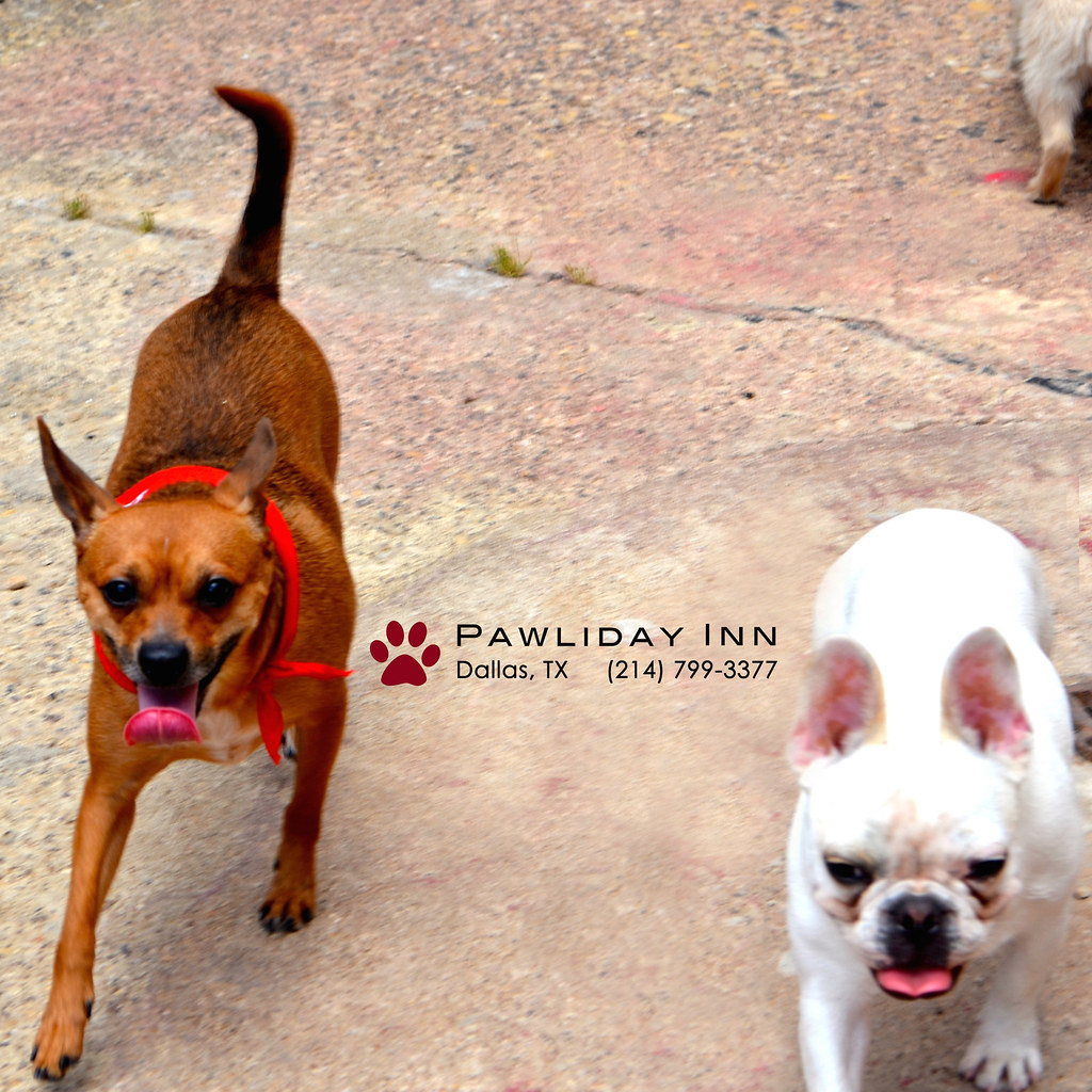 Pawliday Inn Pet Resort dog daycare dog boarding dallas te… Flickr